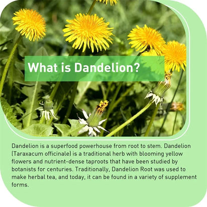 Dandelion High quality Vitality Capsules™